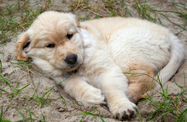 Essential Guidelines for Crafting a Nutritious Raw Diet for Your Growing Boxer Puppy