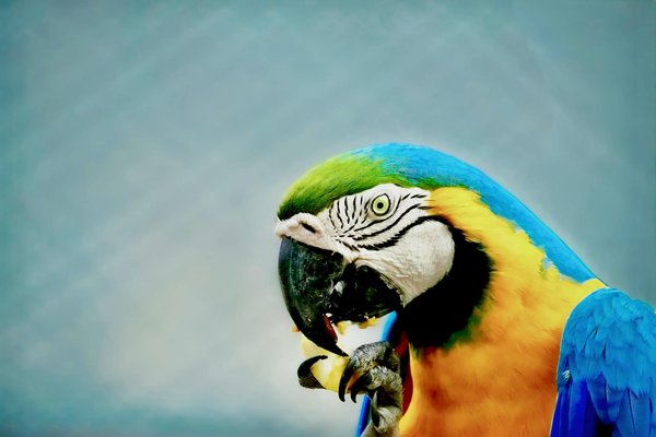 Exploring the Effects of Climate Change on Britain"s Native Butterfly Populations