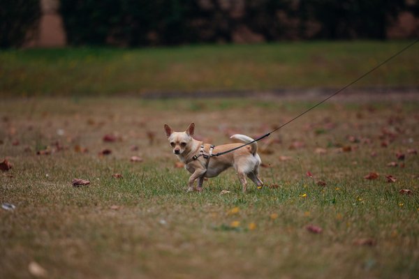 Essential Safety Measures for Managing Animal Escapes in UK Wildlife Parks